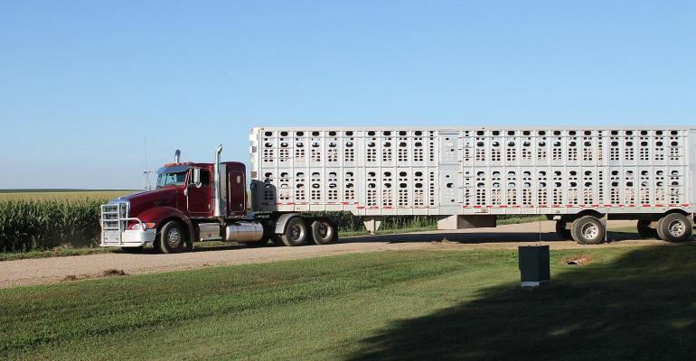 高温来袭！如何将猪在运输过程中的热应激风险降至最低？
