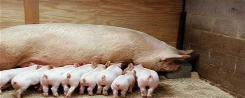 母猪场非洲猪瘟早期症状有哪些？非洲猪瘟与普通猪瘟的区别？