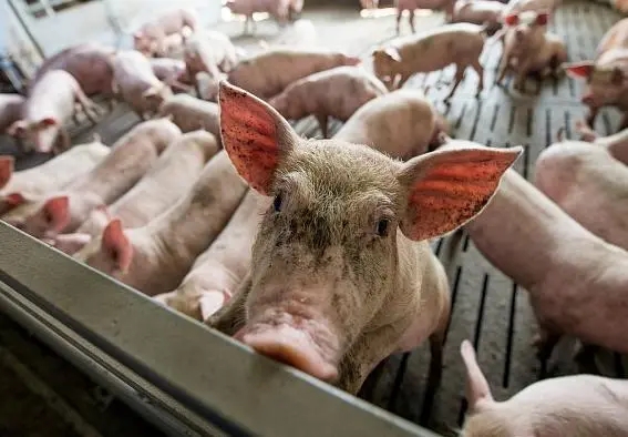动物源性原料在生猪养殖中有何作用？