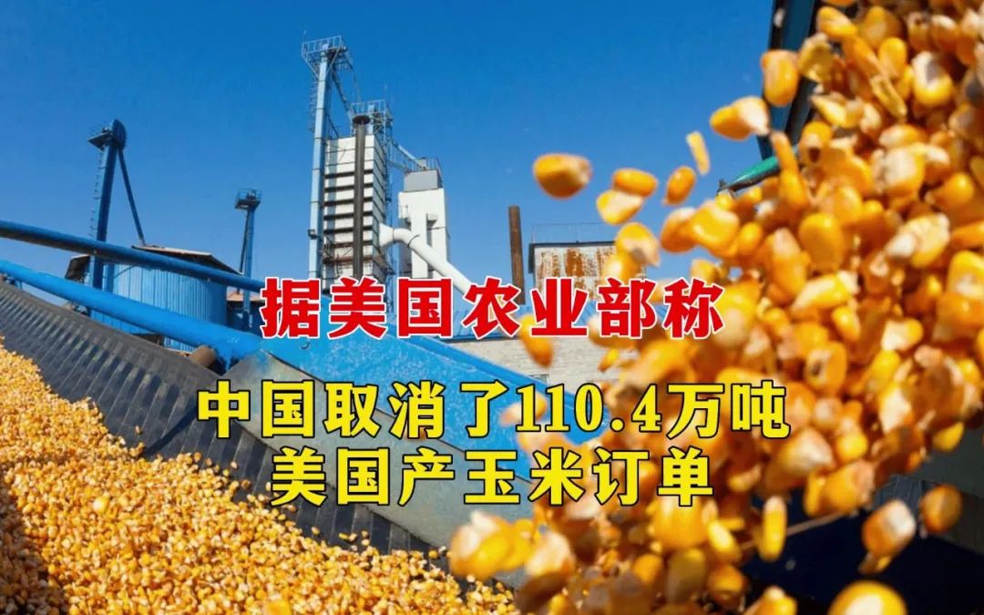 一改之前高度依赖，中国取消110万吨美国玉米进口