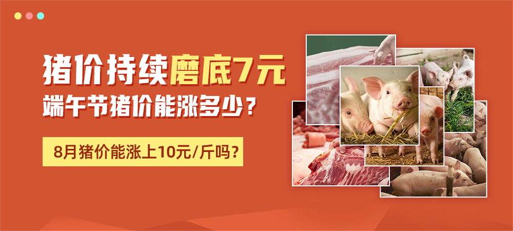 猪价持续磨底7元！端午节猪价能涨多少？8月猪价能涨上10元/斤吗？