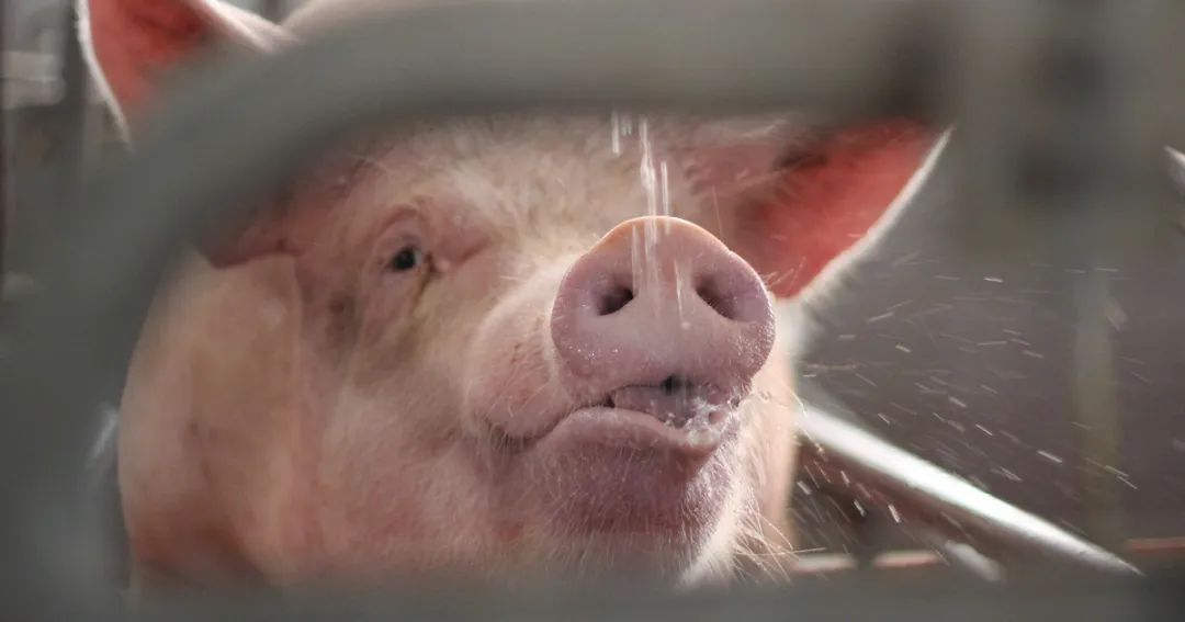 猪场滥用“缩宫素”会带来哪些危险？缩宫素过度使用危害多！