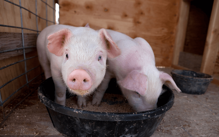如何降低饲养成本？生猪喂料的科学方法