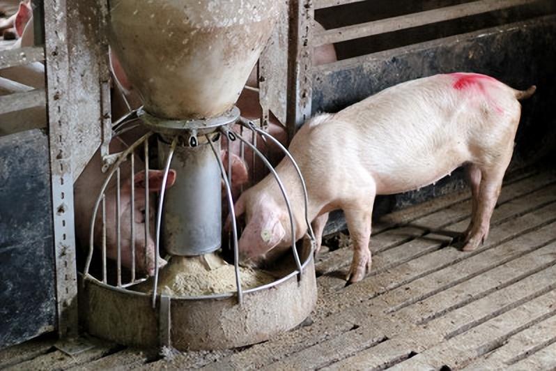 10家上市猪企3年产能翻了1倍！为何农村养猪的人却越来越少？