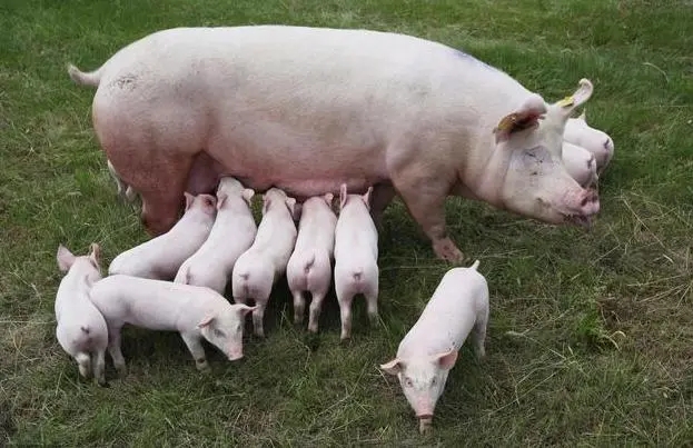 如何最大限度地提高母猪的产奶量？