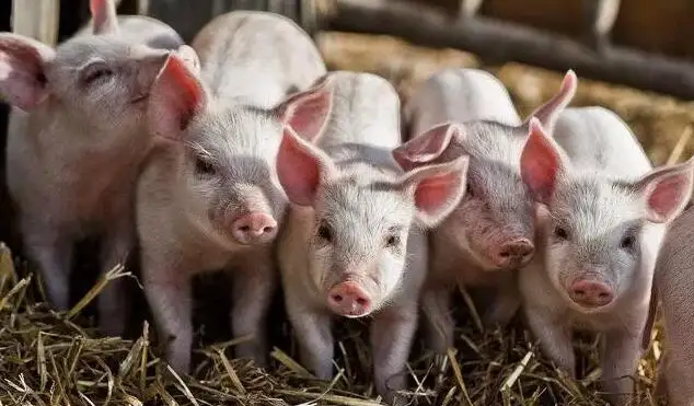 2023年06月17日全国各省市20公斤仔猪价格行情报价，再跌就亏损了，仔猪价格还会下跌吗？