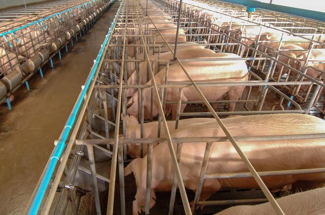 上市猪企越卖越亏，猪企或集体优化产能