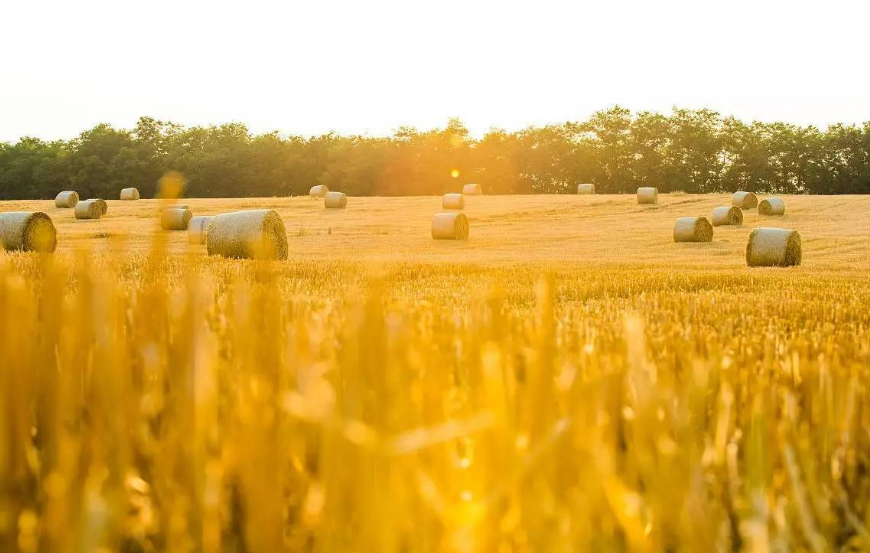 上涨正欢，小麦市场忽现“降温”信号！为啥突然就变了？