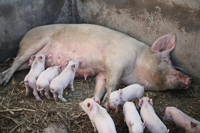 哺乳母猪如何养才好？关键点在这！