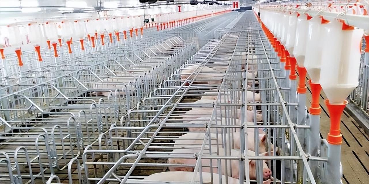 都说10元/斤的猪肉不“香”了！是人口味变了？还是猪出了问题？