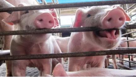 猪场养殖无小事，猪场同猪栏的猪有咬架现象怎么解决?