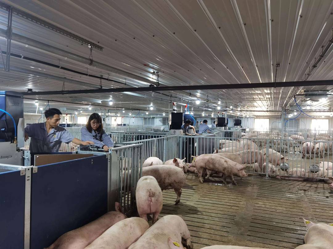 成都百万头生猪产业链项目“关猪入栏”了，已引进种猪2100头！