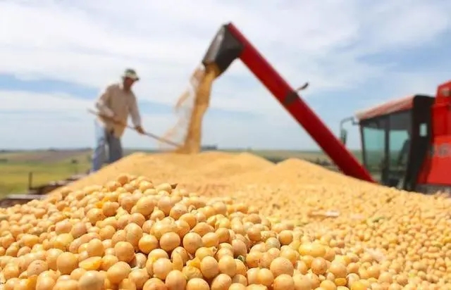 进口大豆创新高，豆粕价格却“涨翻天”，上涨逻辑是啥？