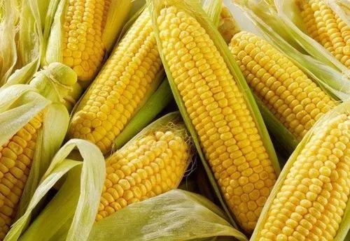 北方多地大升温，厄尔尼诺概率大增！厄尔尼诺对玉米市场的影响究竟有多少？