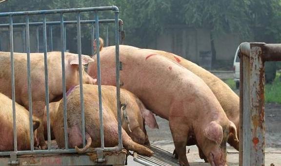 今年生猪均重难以降低的原因和气温有关系？
