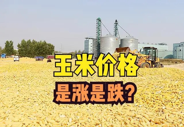 2023年06月26日全国各省市玉米价格行情，企业被动涨价补库现象增多，玉米价格或偏强震荡？