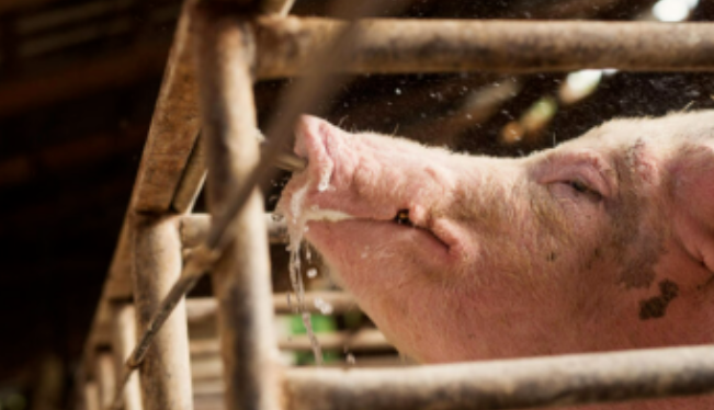 活酵母可以降猪的血糖？这对养猪有什么意义？