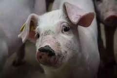 端午节日效应失灵、亏损201.34元/头，养猪人该怎么杀出一条“血路”？