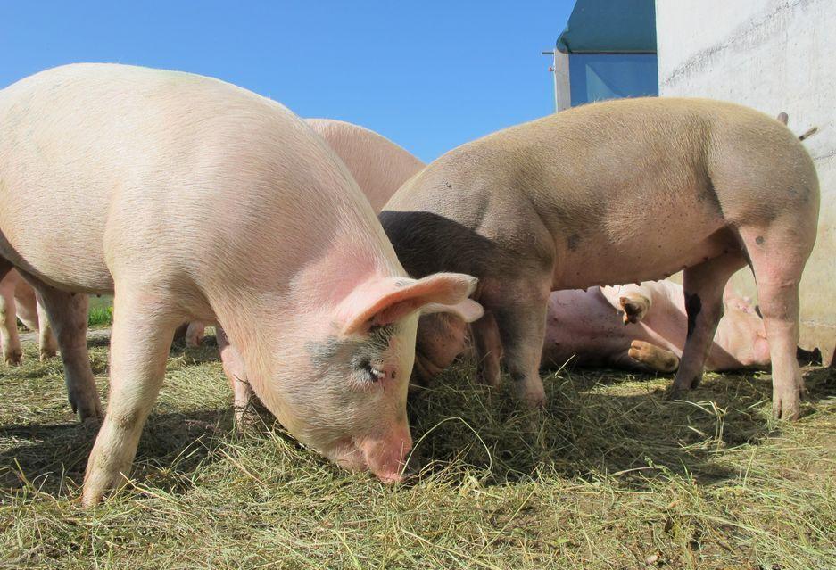 国资养猪的那些事！17家国企养猪规划产能超3700万头！占全国6%！