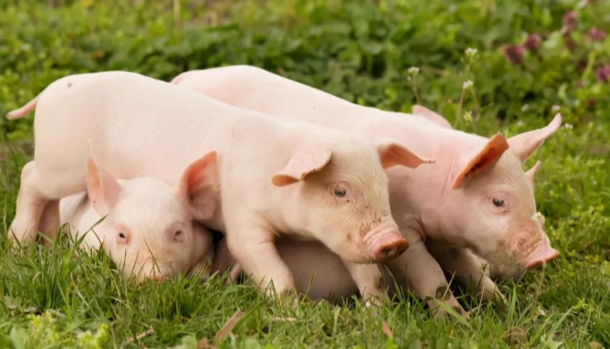 2023年06月28日全国各省市10公斤仔猪价格行情报价，流报价320-450元/头，现在补栏仔猪不赚钱了吗？