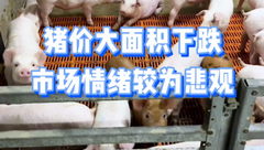 6月28日生猪价格：跌跌不休！养殖户心理防线再次被击穿！