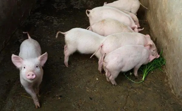 如何提高猪场生产水平？猪场育肥要注意什么？