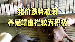 6月30日生猪价格：止跌回稳，养殖端高价出猪困难，上涨拐点何时到来？