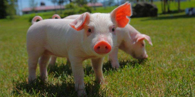 2023年06月30日全国各省市20公斤仔猪价格行情报价，自繁自养和仔猪育肥盈利双亏，为何养殖企业不减产？