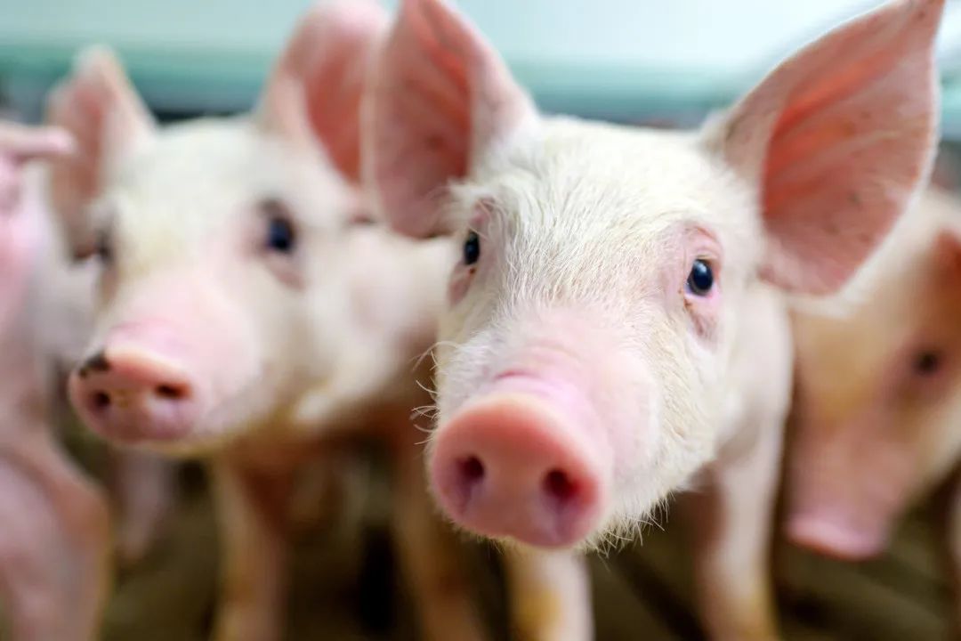 2023年06月30日全国各省市15公斤仔猪价格行情报价，均价接近500元/头，仔猪价格仍有盈利空间！