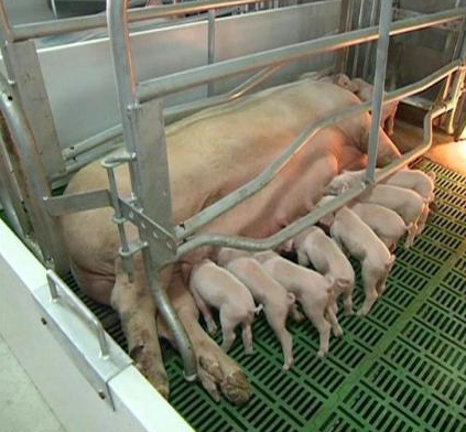 哺乳期母猪拉稀麻烦大！怎么样进行治疗和防范？