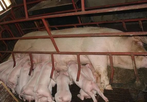 新生仔猪不吃奶怎么办？怎么样才能提高哺乳母猪采食量？