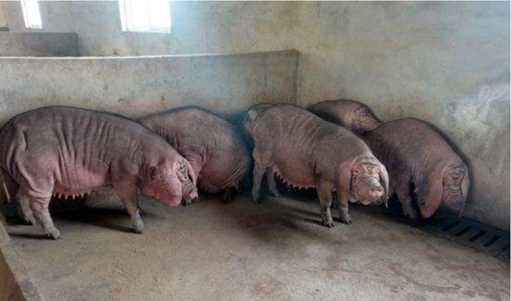 农业农村部发布13个畜禽遗传资源！江苏“红灯笼猪”成为国家级种质资源！