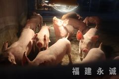 综合选育，性能出众丨大白公猪荣登榜首，长速比肩杜洛克！