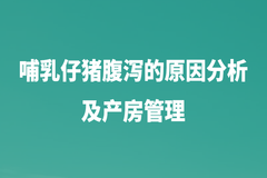 哺乳仔猪腹泻的原因是什么？预防哺乳仔猪腹泻发生，产房管理至关重要