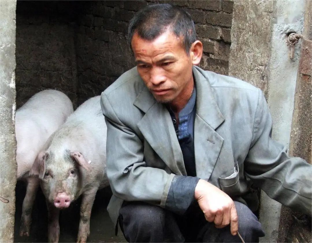 猪企和农民“抢饭碗”？中国农民不足5亿！未来谁来养猪、种地？