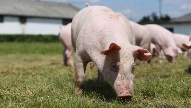 今年贵阳贵安生猪存栏超85万头，生猪生产工作有序推进