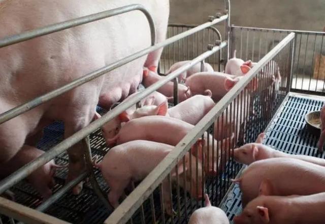 建议大家收藏！母猪到预产期不产仔的原因及防治措施！