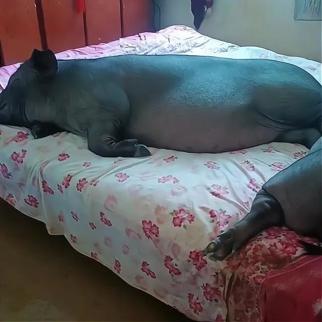 农户家的猪爬上床睡觉