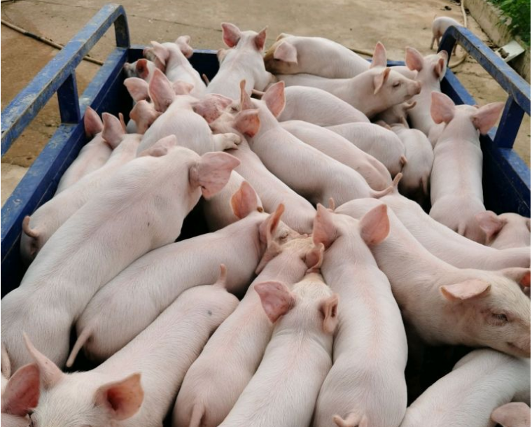生猪养殖企业亏损煎熬！为何亏本还增产能？