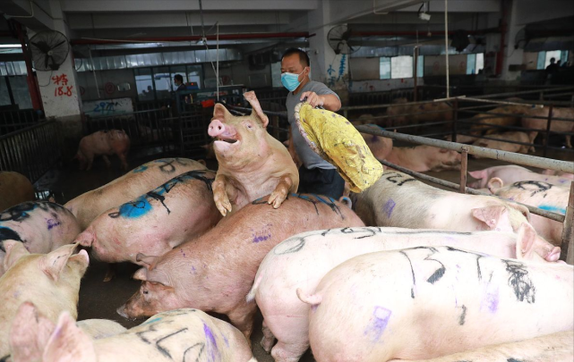 中央储备冻猪肉将出库竞价交易2.875万吨, 广西将启动年内第二批生猪活体储备工作