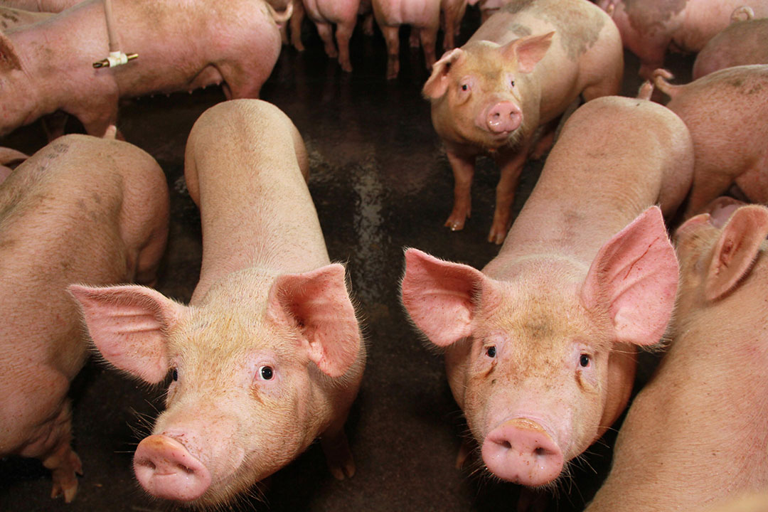 48头猪感染非洲猪瘟病毒 非洲猪瘟在欧洲快速传播