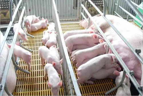 母猪产房常出现的问题和漏洞，请大家引起重视！