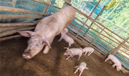 养好母猪的关键是什么？母猪要想提高繁殖性能必须要远离激素