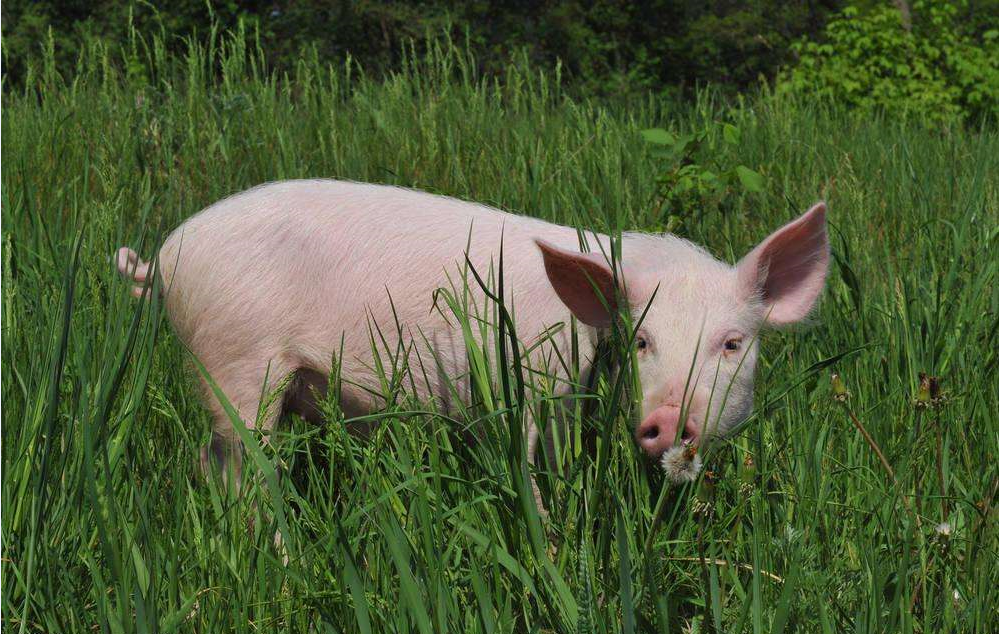 教你如何鉴别猪常发呼吸道疾病？