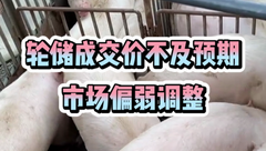 7月8日生猪价格：轮储成交价低于市场预期，供应压力仍然较大，猪价上涨无望？