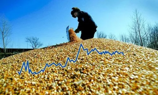 怪事！小麦跌了没人着急，玉米价格上涨反而慌了？