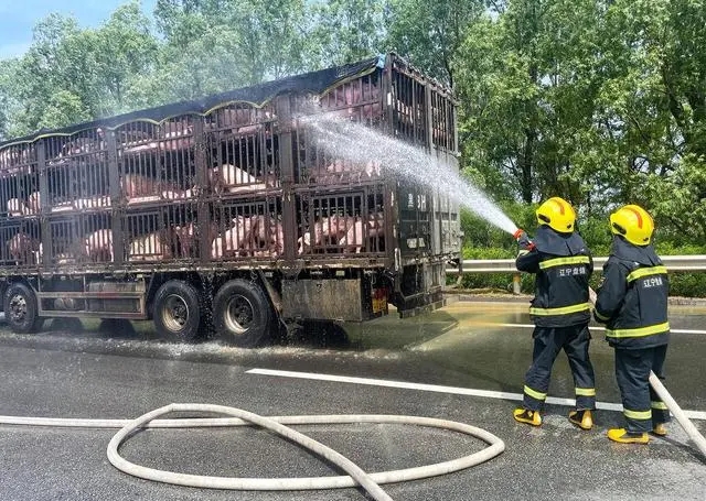 五车小猪高速路中暑，消防员撒水降温解救