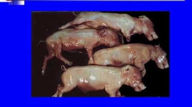 初产母猪死胎，木乃伊高的原因竟然是它们？