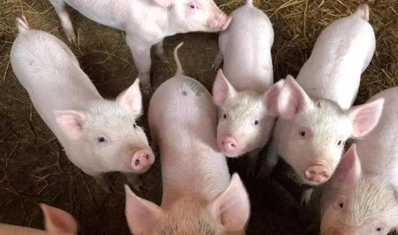 甘肃西峰区：提高生猪产业附加值和市场竞争力 促进生猪产业全链条发展