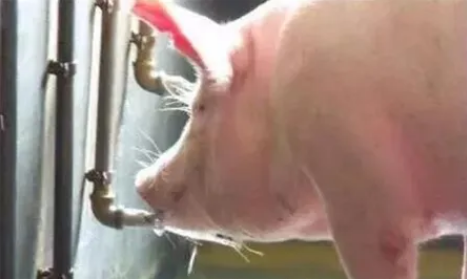 猪喝水